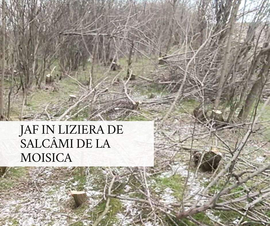 (Video) Jaf într-o perdea forestieră, la marginea satului Moisica din comuna buzoaină Smeeni