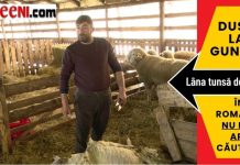 De ce lâna oilor din Smeeni ajunge la gunoi în timp ce noi importăm haine scumpe?