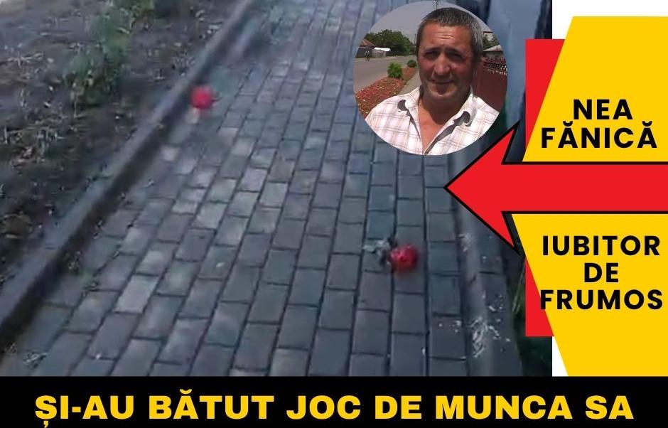 Lacrimi pentru trandafiri. Povestea unui pensionar din Smeeni care și-a văzut munca distrusă în câteva minute